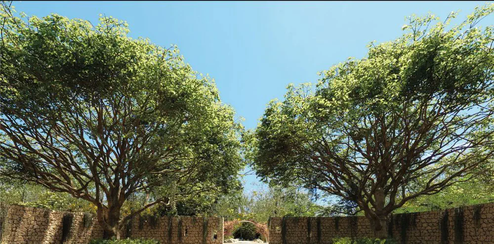 SILVESTRE Selva, Terreno en Yucatán, Hunucmá — imagen 7 | Tradda Capital