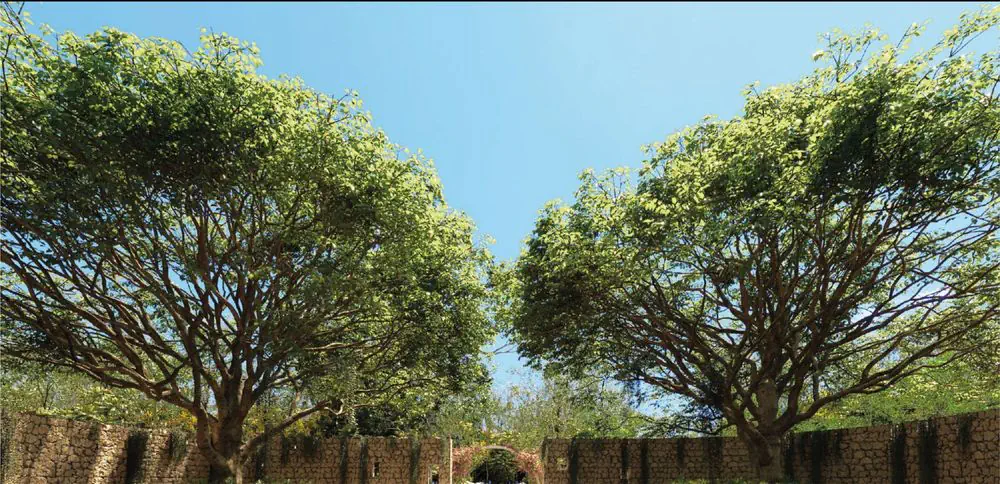 SILVESTRE Bosque, Terreno en Yucatán, Hunucmá — imagen 7 | Tradda Capital