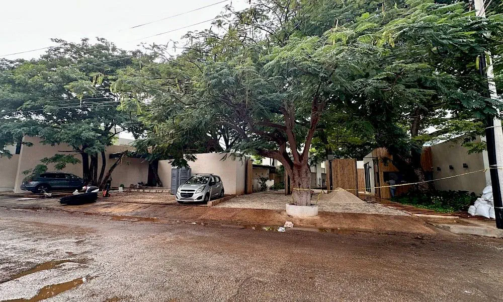 Bosqua - galería