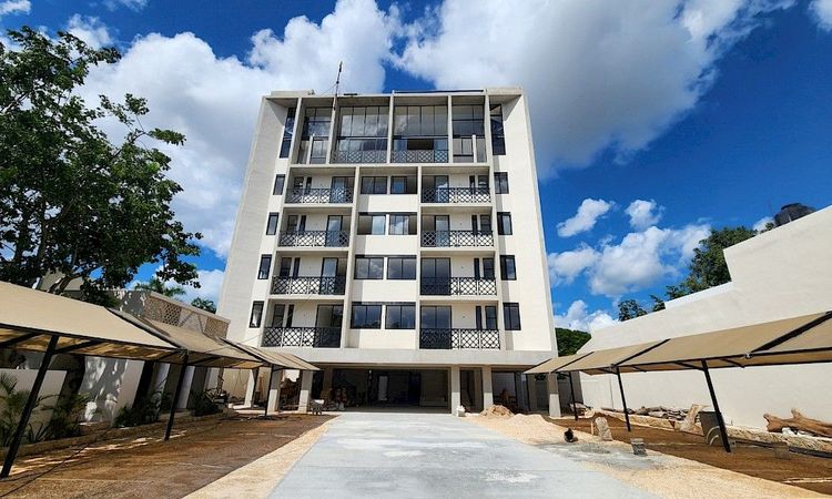 Lirio Blanco - Imagen 3