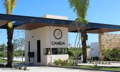 Camelia 121 - Miniatura 1
